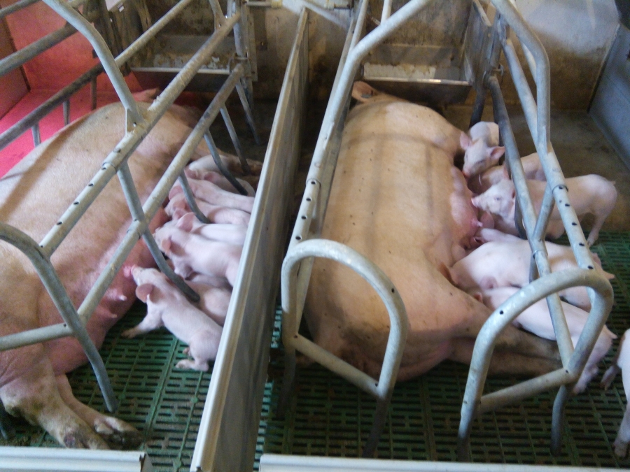 ТЕХНОЛОГІЧНИЙ РИТМ  відтворення свиней з утриманням 168 продуктивних свиноматок  в 7-денному циклі
