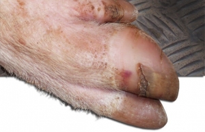 Кульгавість як одна з основних причин передчасного вибракування свиноматок