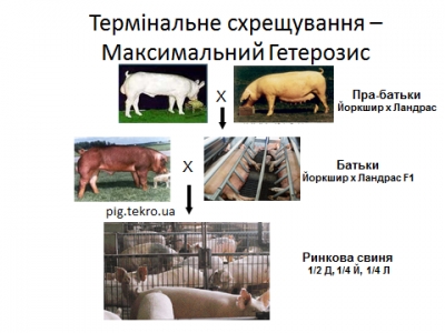СХРЕЩУВАННЯ У СВИНАРСТВІ — Свинарство - цікавий блог